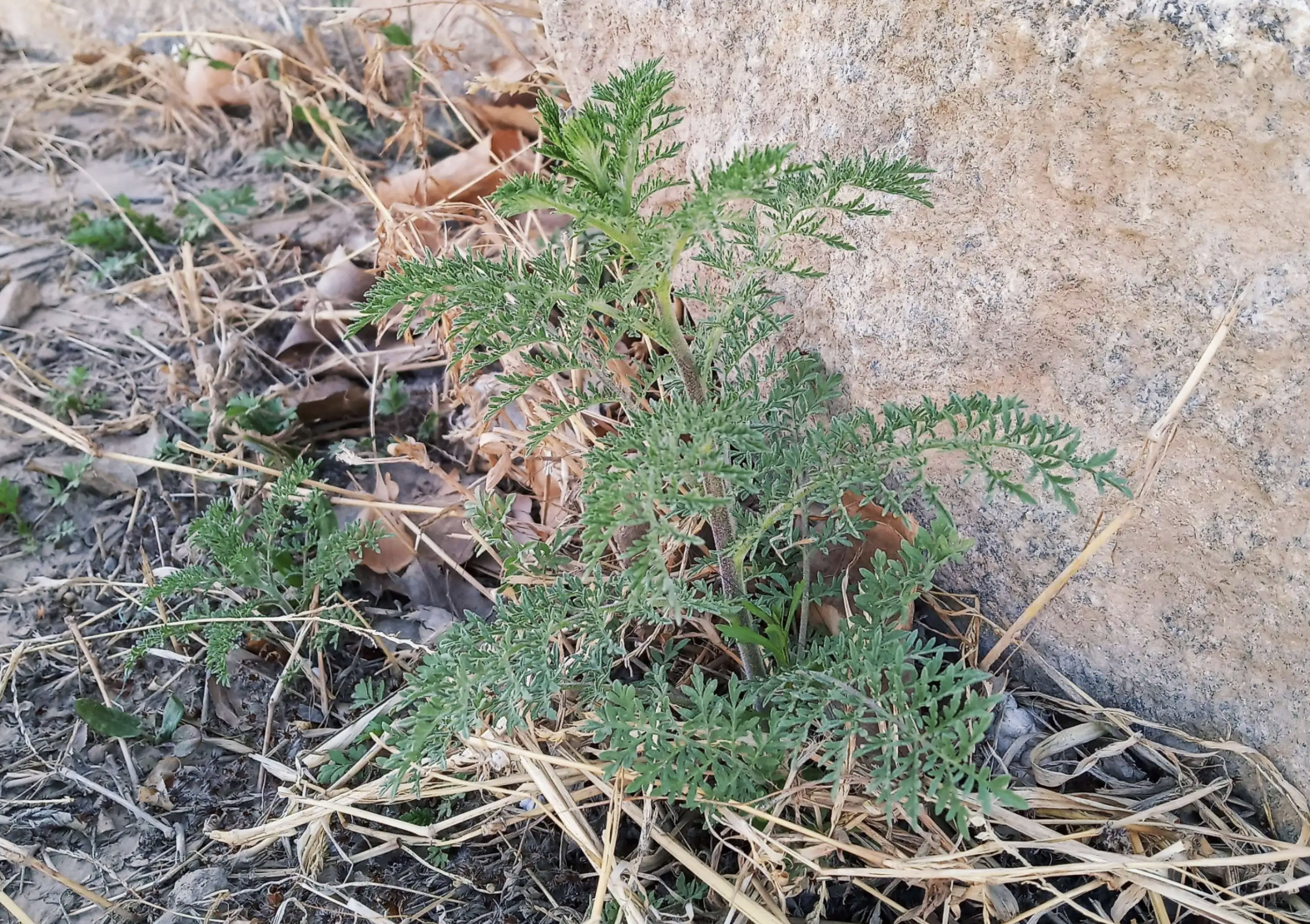 播娘蒿的功效和作用（有1种珍贵植物被称为麦蒿，种子有价值）