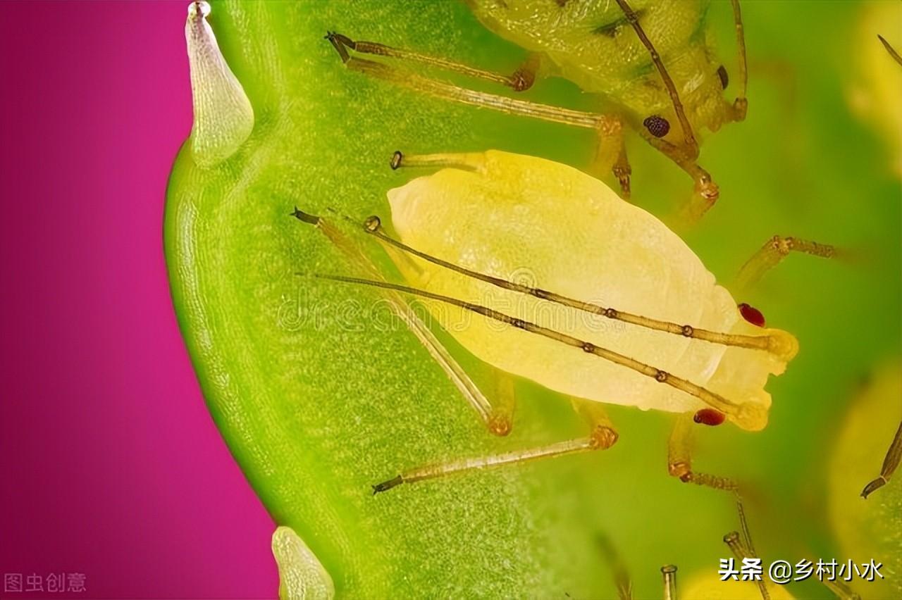 杀死蚜虫最好办法（家里花卉的蚜虫用什么药效果好）