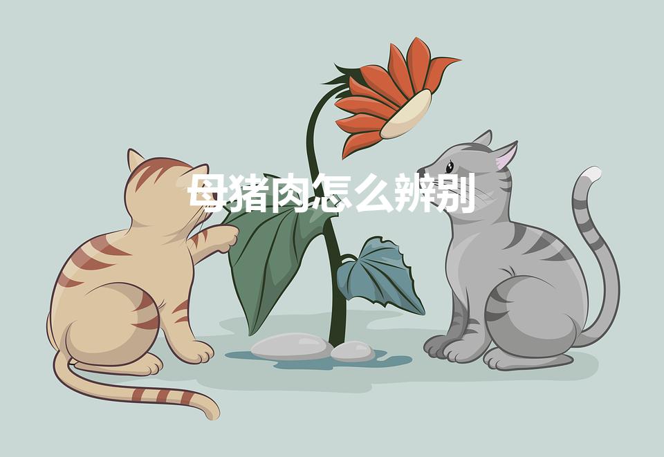 母猪肉怎么辨别（母猪肉怎么辨别方法）