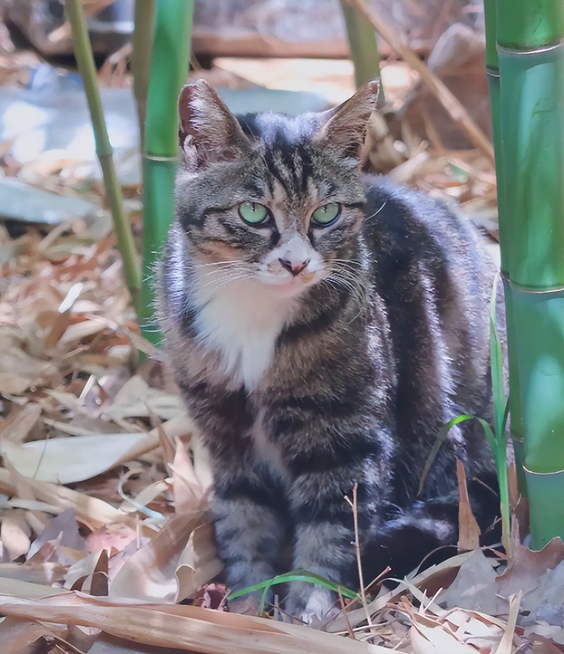 狸花猫千万不能养为什么(狸花猫多少钱一只)