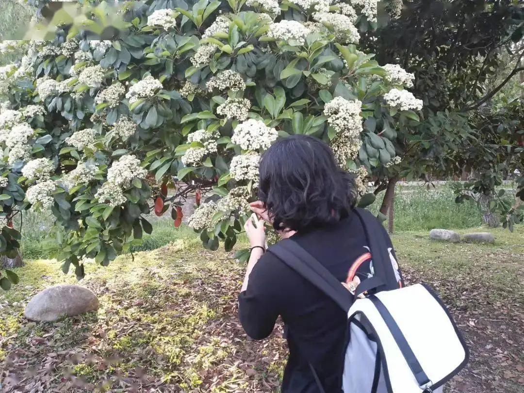 石楠花的味道是什么梗(石楠花味道令人尴尬为何被广泛种植)