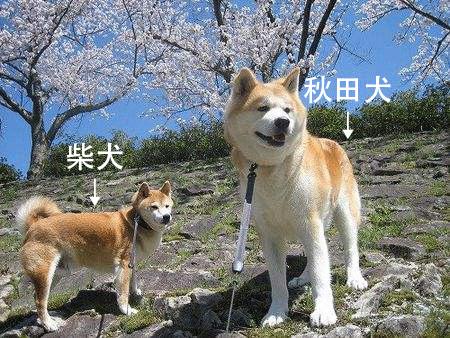 秋田犬和柴犬的区别(从毛色上就能分辨出不同)