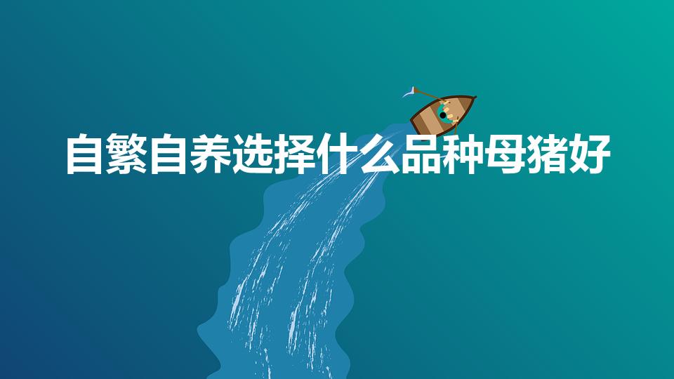 自繁自养选择什么品种母猪好（农村养什么品种母猪好。）