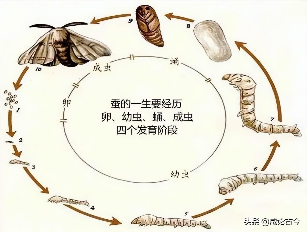 蚕生长的四个过程图片（蚕宝宝从成长到蜕变的全过程）