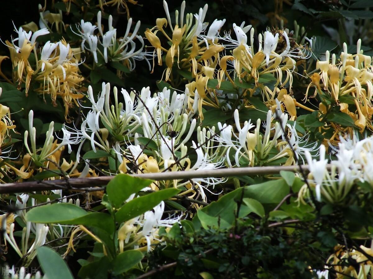 金银花一亩利润多少钱（农村金银花种植成本及利润介绍）