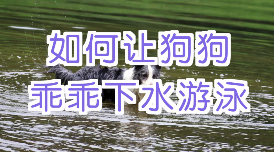 宠物训练-训狗教程Dog Training